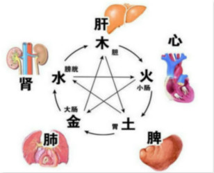 人体器官分五脏六腑器官分布图 下半身一边痛什么原因