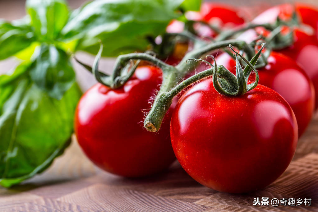 番茄是水果还是蔬菜 番茄为什么是蔬菜
