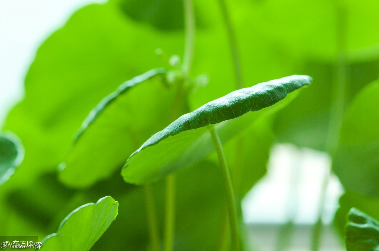 金钱草的功效与作用 玉米须的功效与作用