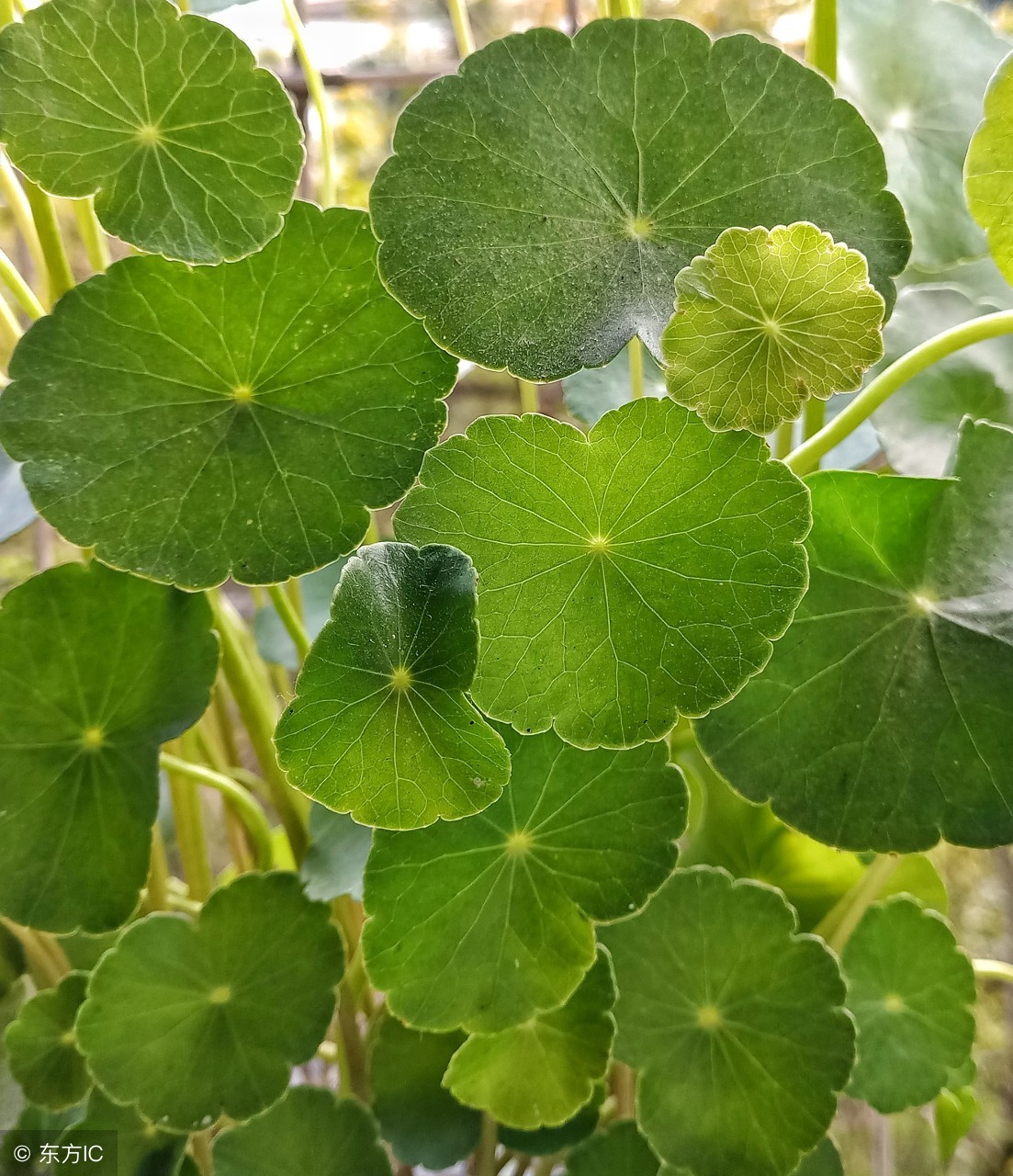 金钱草的功效与作用 玉米须的功效与作用