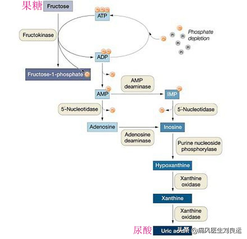 尿酸最怕的三种水果 降尿酸最好的药