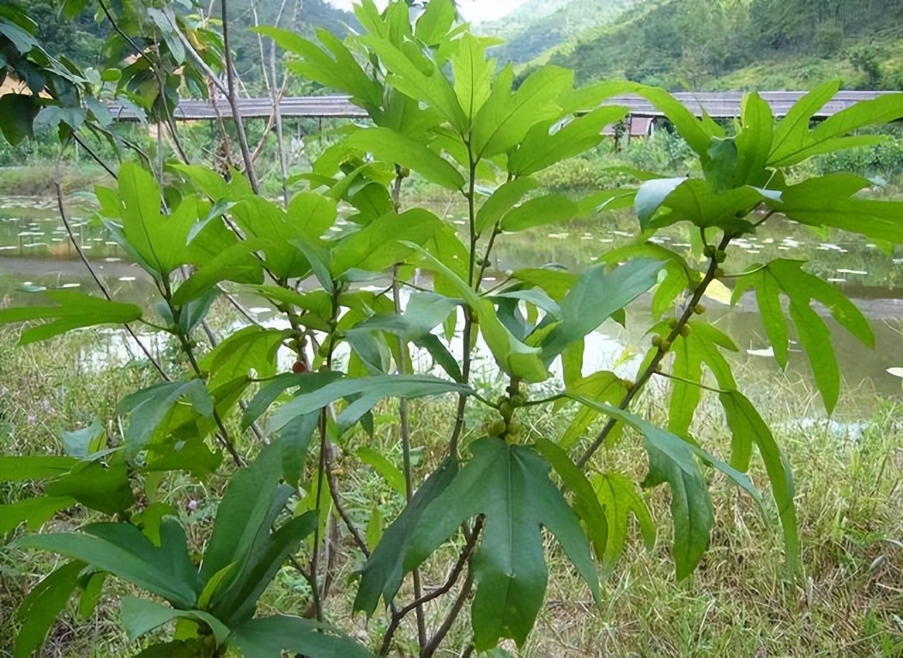 五指毛桃根的功效与作用 五指毛桃泡水喝的功效