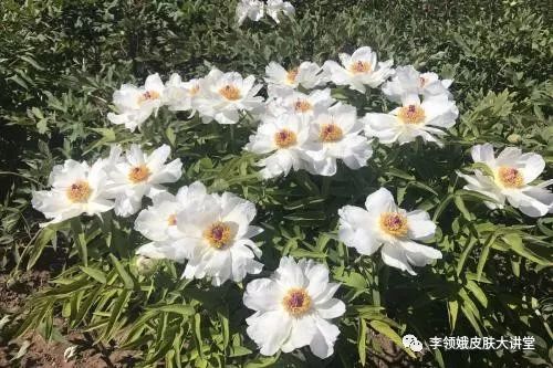 白芍的作用和功效 白芍是什么样子