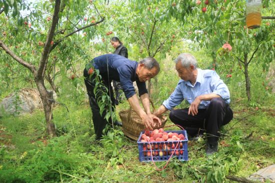 邵阳城步发展特色种桃产业 庭院经济结出“致富果”