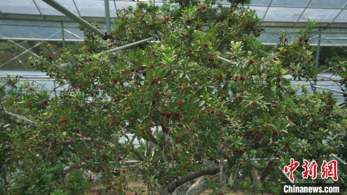 浙江县域观察：“种植红果”何以变为“共富金果”？