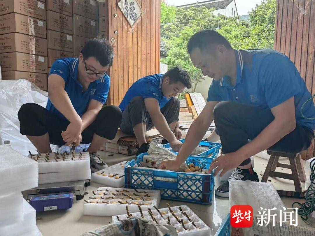 从果树到舌尖，只需一张快递单！苏州东山枇杷大量上市