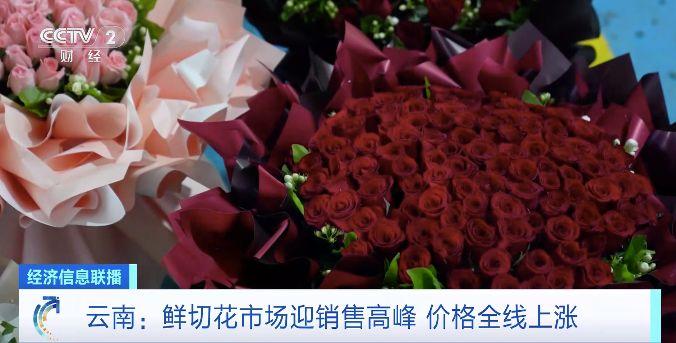 云南鲜切花市场迎销售高峰！玫瑰“弗洛伊德”拍出全年最高价