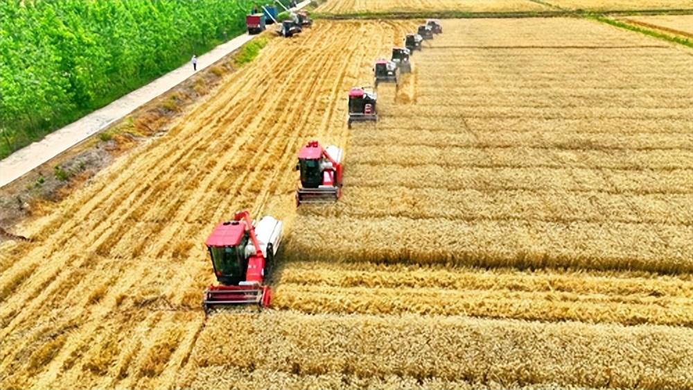 安徽联河集团：万亩大治圩实行麦 稻轮种创新模式