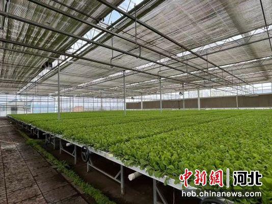 张家口沽源打造高品质蔬菜供应基地