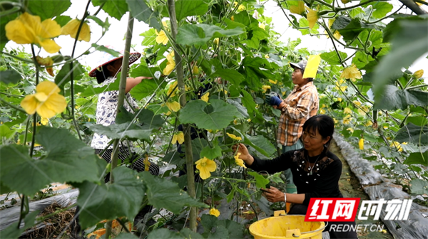 江永：做强做优做大特色蔬菜产业 直供畅销粤港澳及海外市场