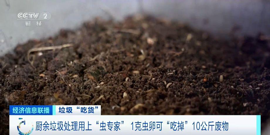 厨余垃圾处理用上“虫专家”！1克虫卵可“吃掉”10公斤废物