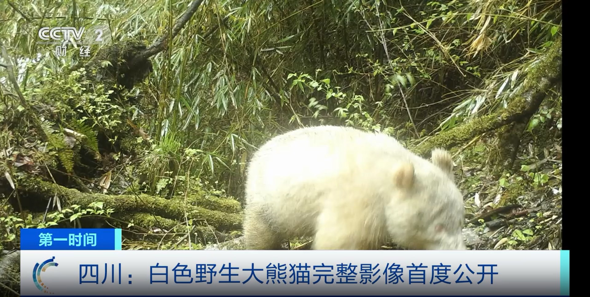 国宝“卸妆”长啥样？四川：罕见白色野生大熊猫完整影像首度公开