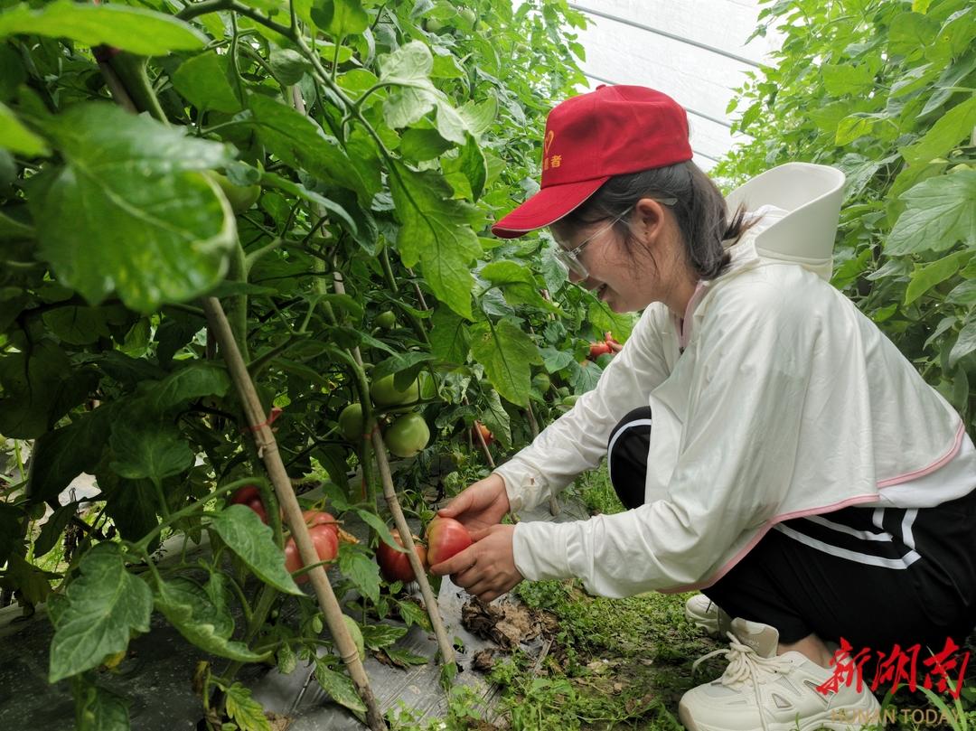 大棚西红柿丰收采摘忙 龙山县华塘街道助农增收促振兴