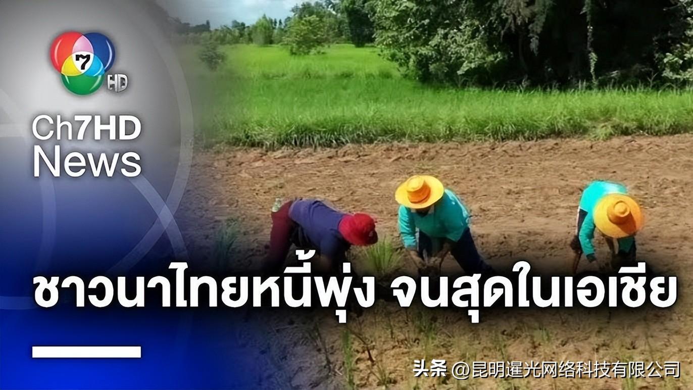 泰国大米出口排名靠前 但农民在全亚洲最贫困