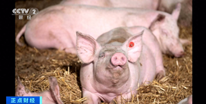 瑞典出现非洲猪瘟病例，多国禁止进口瑞典猪肉