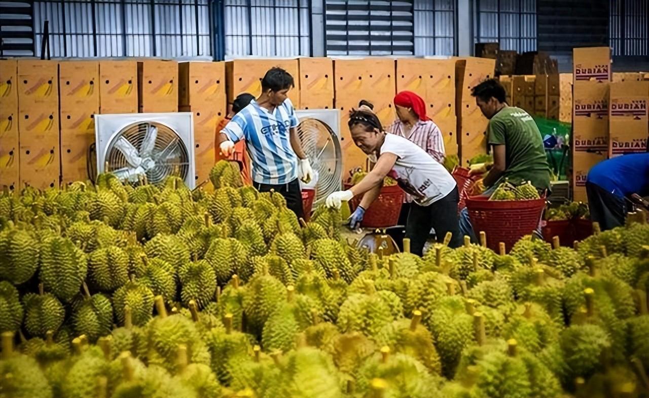 价格缩水近九成，进口榴莲已被撕去天价外衣，泰国：中国得买单